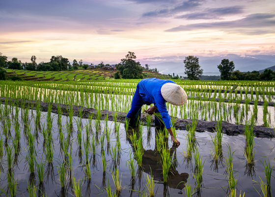 Farmer works rice terraces in Ban Pa Pong Piang, Chiang Mai, Thailand.